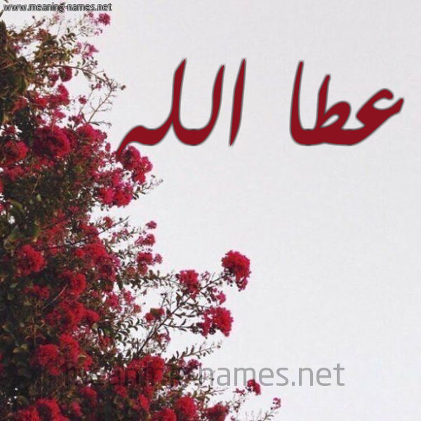 شكل 18 صوره الورد الأحمر للإسم بخط رقعة صورة اسم عطا الله Attallah